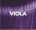 viola.webp